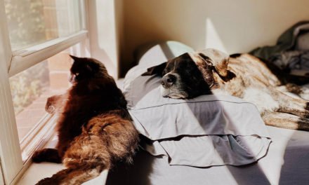 How to Make Your Apartment More Pet-Friendly