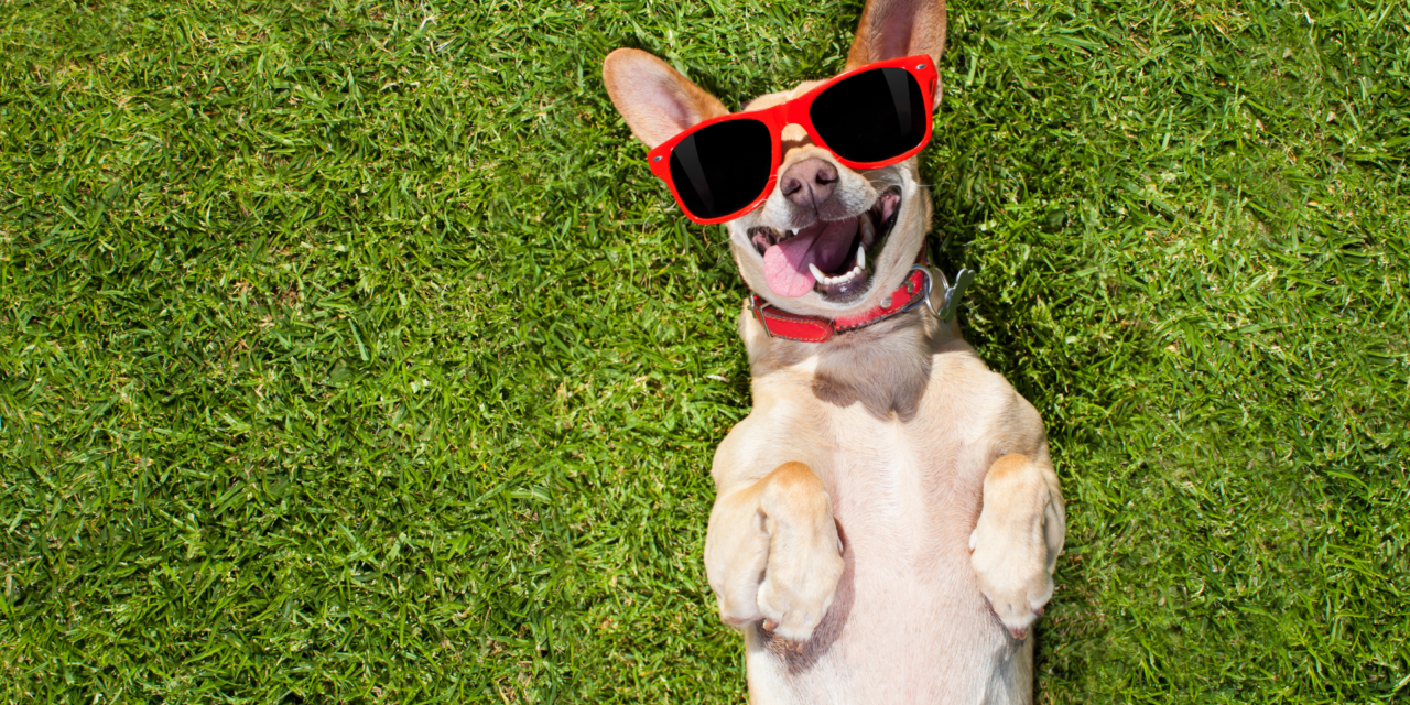 KEEPING YOUR DOG SAFE DURING THE SUMMER