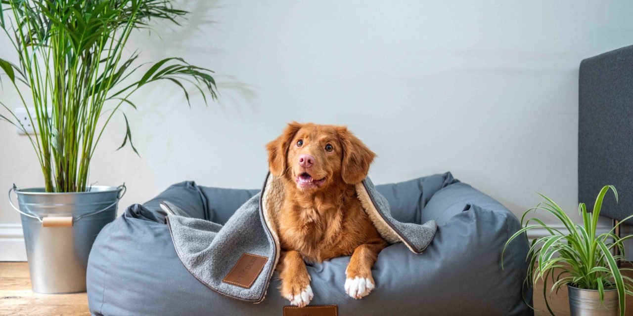 5 Ways to Keep Your Pet Healthy in an Apartment