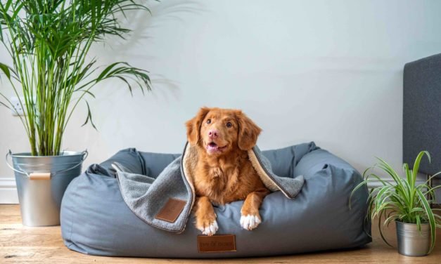 5 Ways to Keep Your Pet Healthy in an Apartment